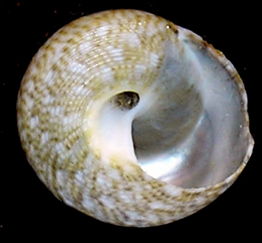 Phorcus richardi  & Gibbula varia